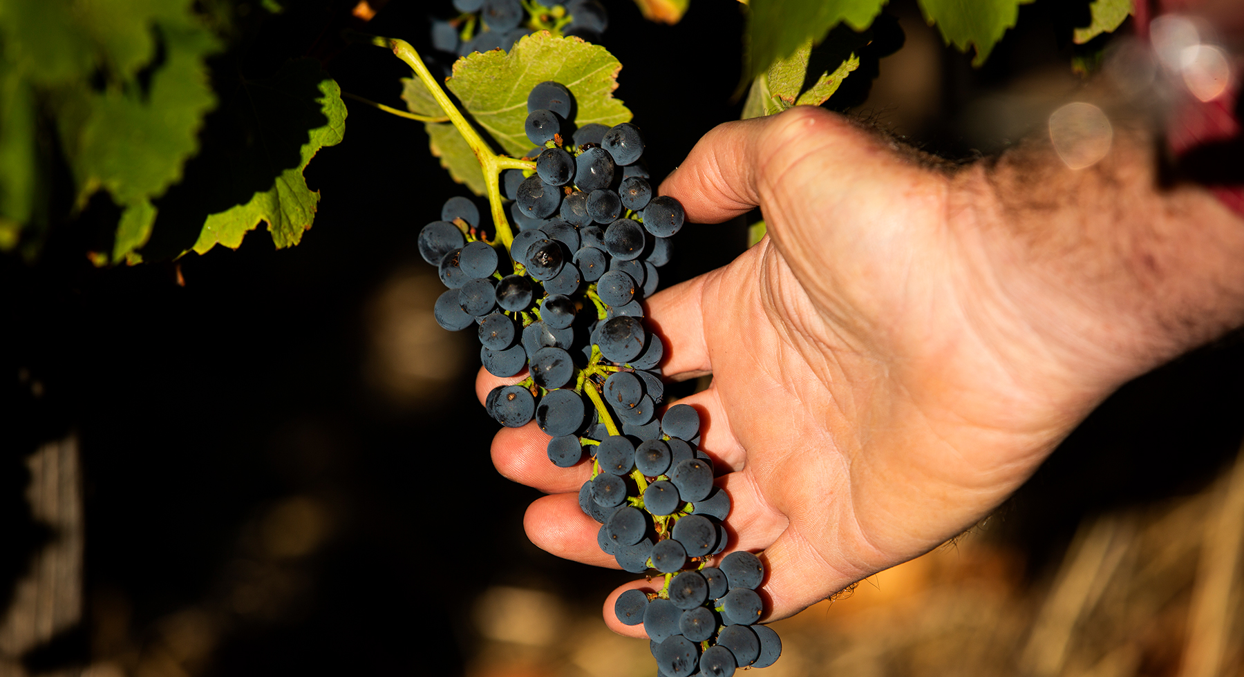 Pirramimma_viticulture-slider4